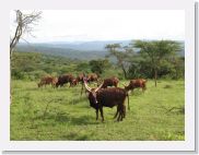 08AkageraAllDayGameDrive - 117 * Longhorned Ankole Cattle.